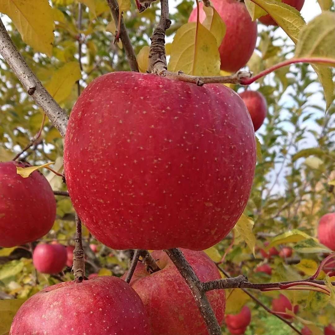 山形県産りんご　サンふじ＆はるか　贈答用　3キロ10玉フルーツキャップ詰め×3箱