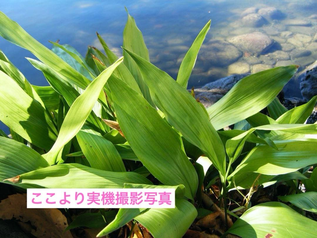 FUJIFILM FINEPIX Z20 ピンク 本体、充電器、4GBSDカード