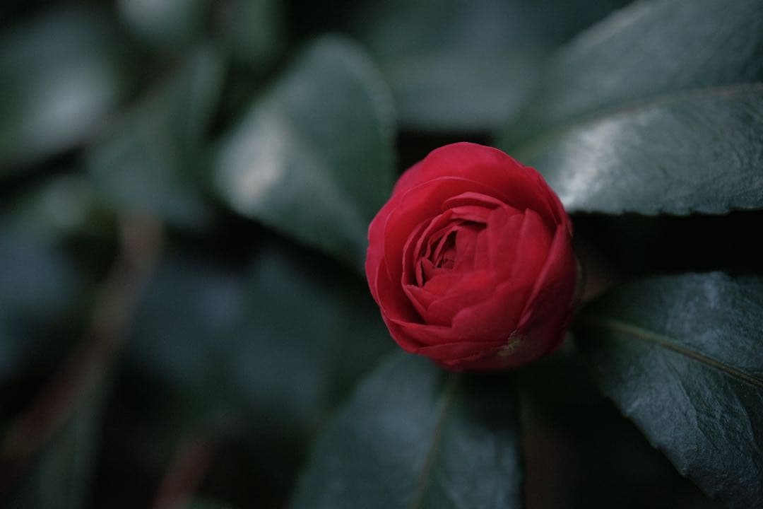 Voigtländer MACRO APO-ULTRON 35mm F2