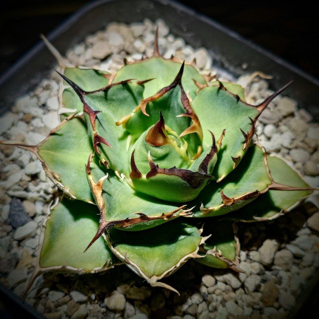 アガベ　チタノタ　Nova イラン株 reza産