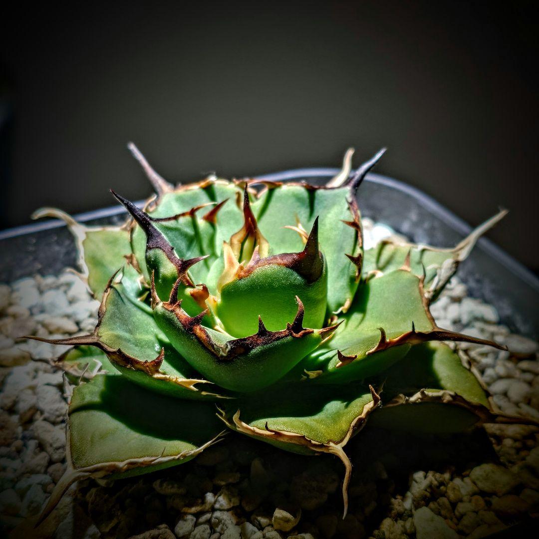 アガベ　チタノタ　Nova イラン株 reza産