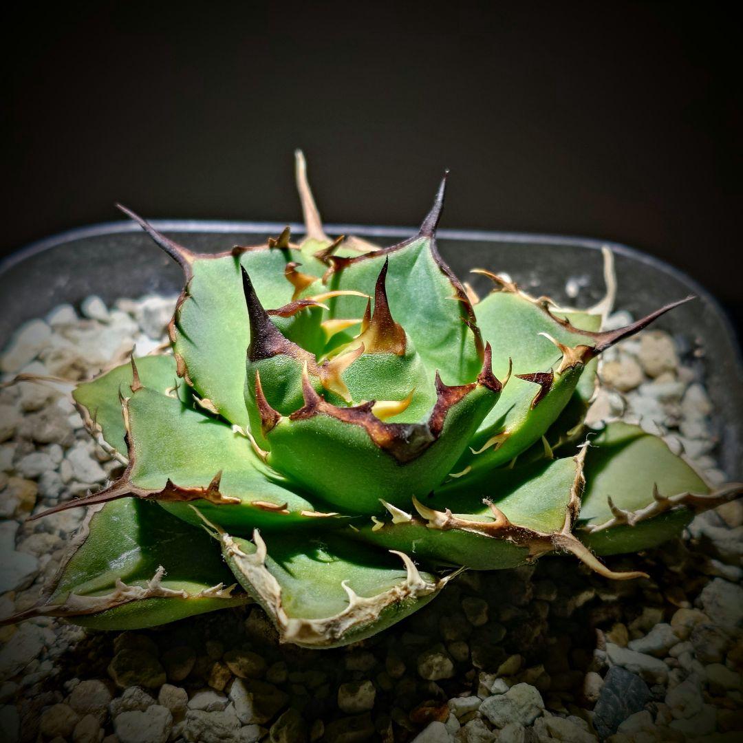 アガベ　チタノタ　Nova イラン株 reza産