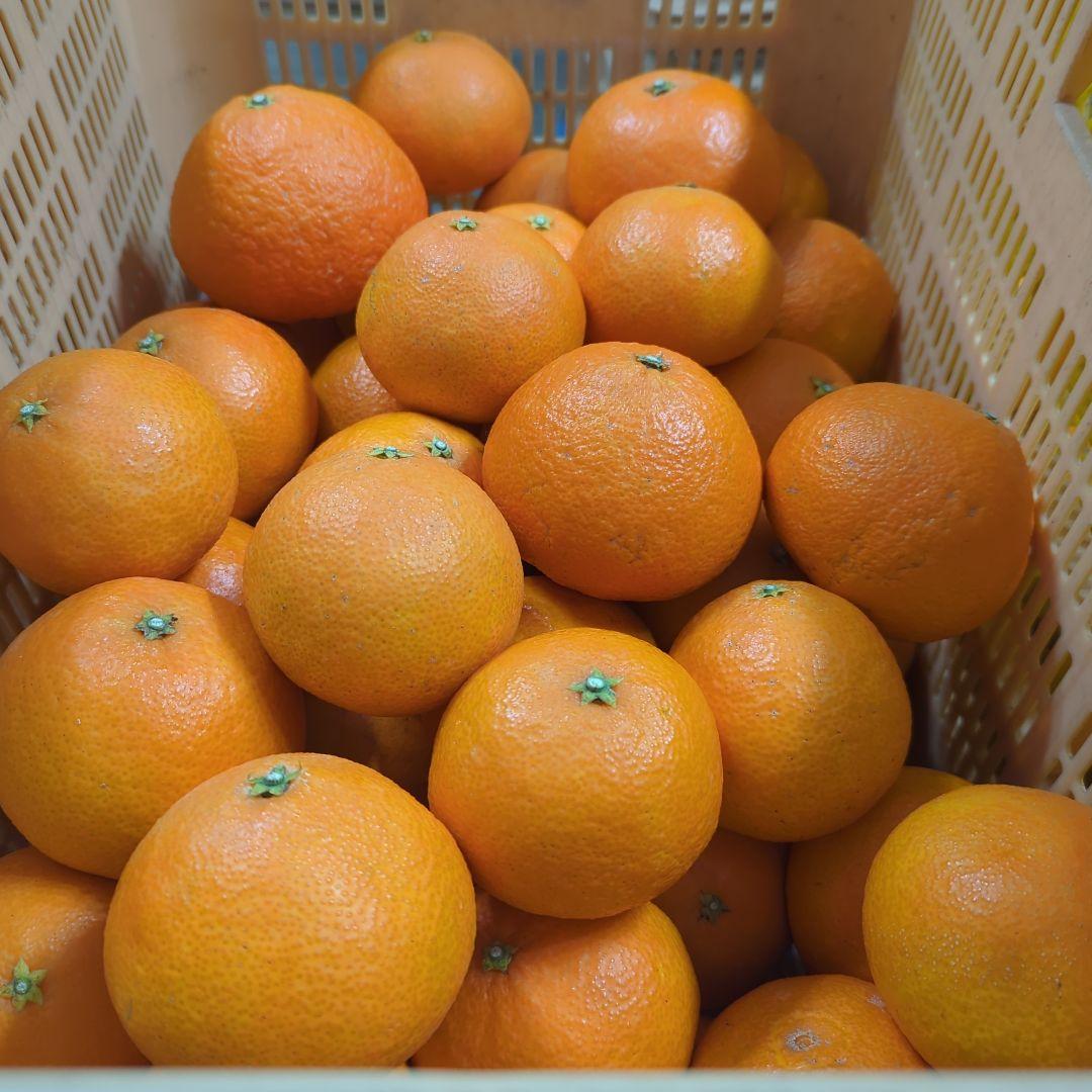 413愛果 まどんな 家庭用 10kg