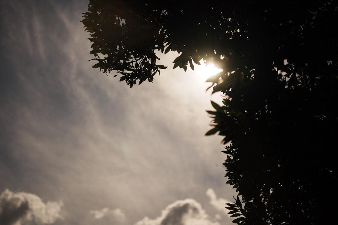 空気まで写す一本 Contax Zeiss S-Planar 60mm F2.8