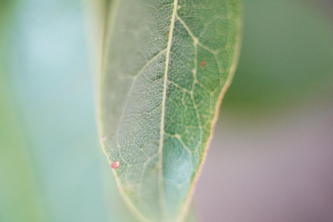 空気まで写す一本 Contax Zeiss S-Planar 60mm F2.8