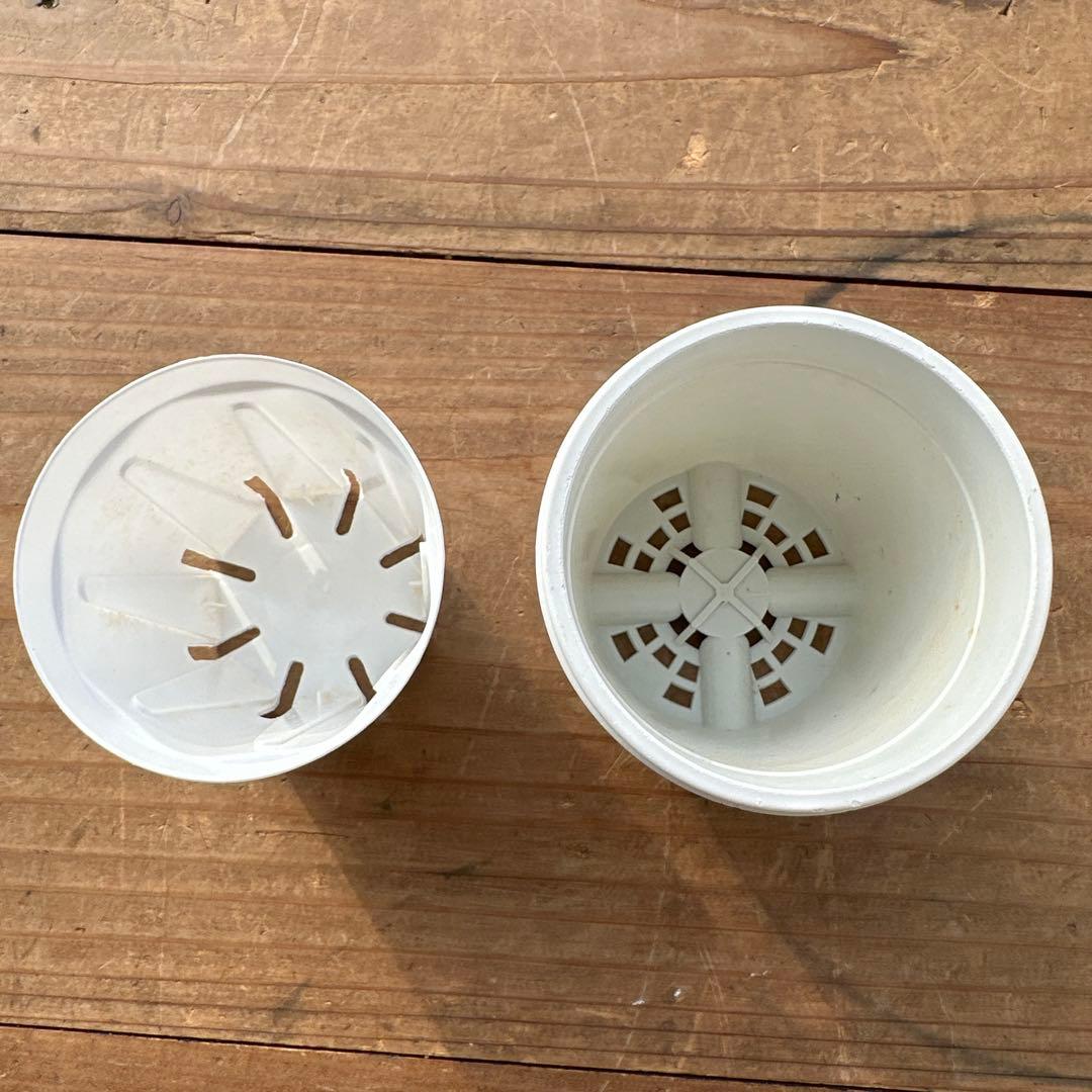 アサ様ご確認用　エケベリア可愛い子ちゃん♡