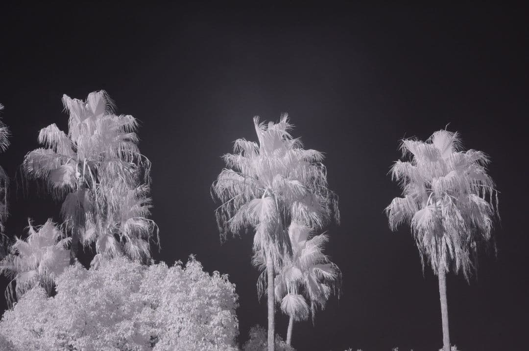 赤外線フィルター搭載 天体撮影や幻想的な撮影に!! Nikon D70