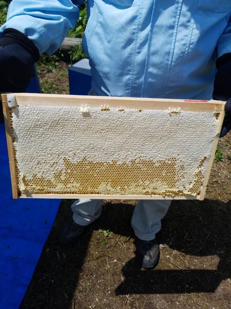 つかもと はちみつ 完熟 生 国産 純粋蜂蜜 無添加 非加熱 600g 24個