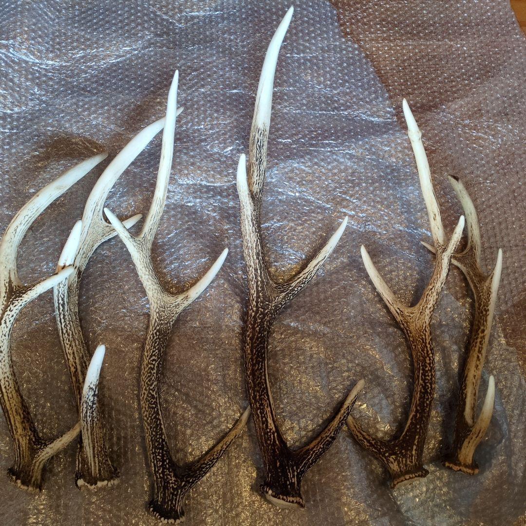 鹿の角33本