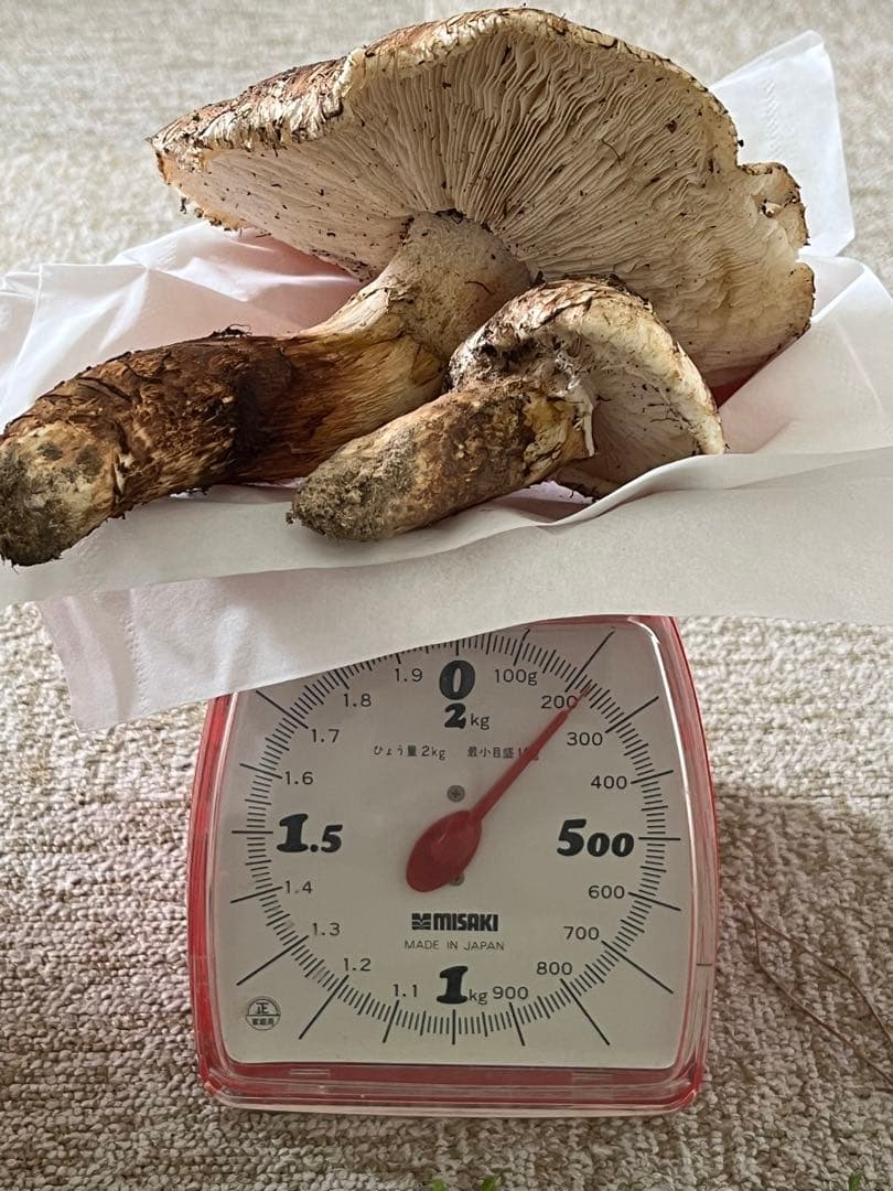 専用松茸国産山口県産　約220g 11月11日収穫 12日17時迄の購入即日発送