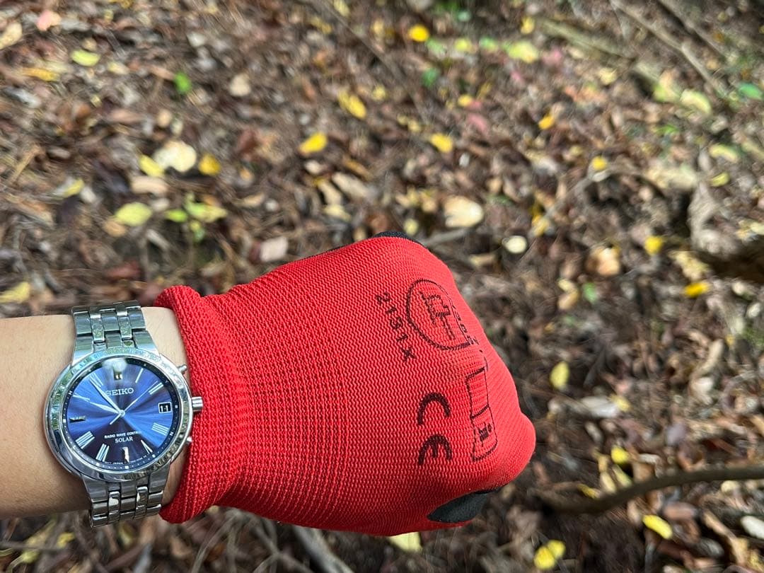 専用松茸国産山口県産　約220g 11月11日収穫 12日17時迄の購入即日発送