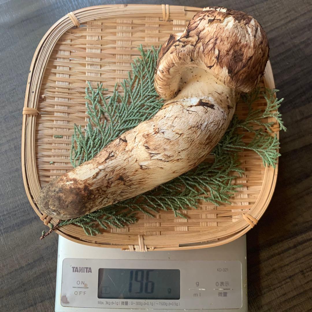 ③秀品極太【岩手県産天然松茸】収穫最終　国産本場　つぼみ　開き　採れたて196g