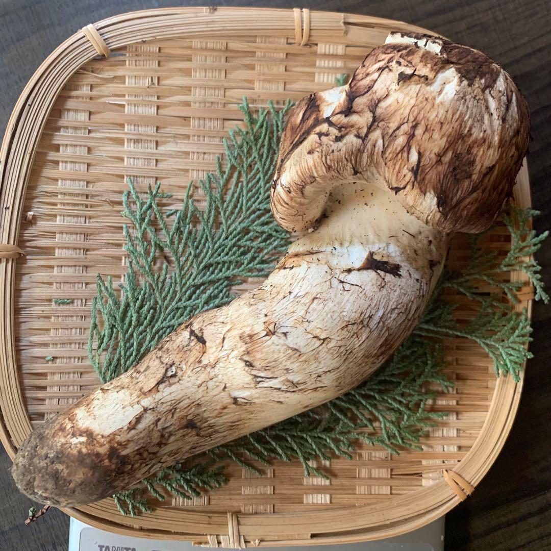 ③秀品極太【岩手県産天然松茸】収穫最終　国産本場　つぼみ　開き　採れたて196g