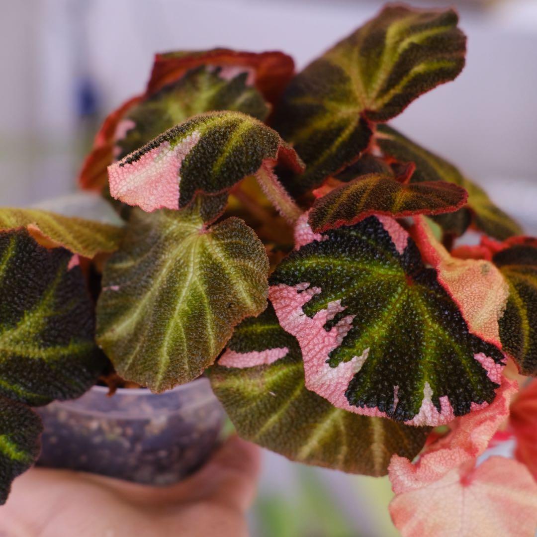 Begonia soli mutata Var│ベゴニア ソリムタータ ピンク④