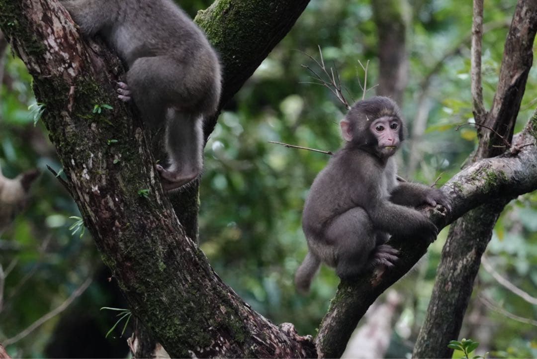 レンズ(ズーム) SONY FE 70-300mm F4.5-5.6 G OSS