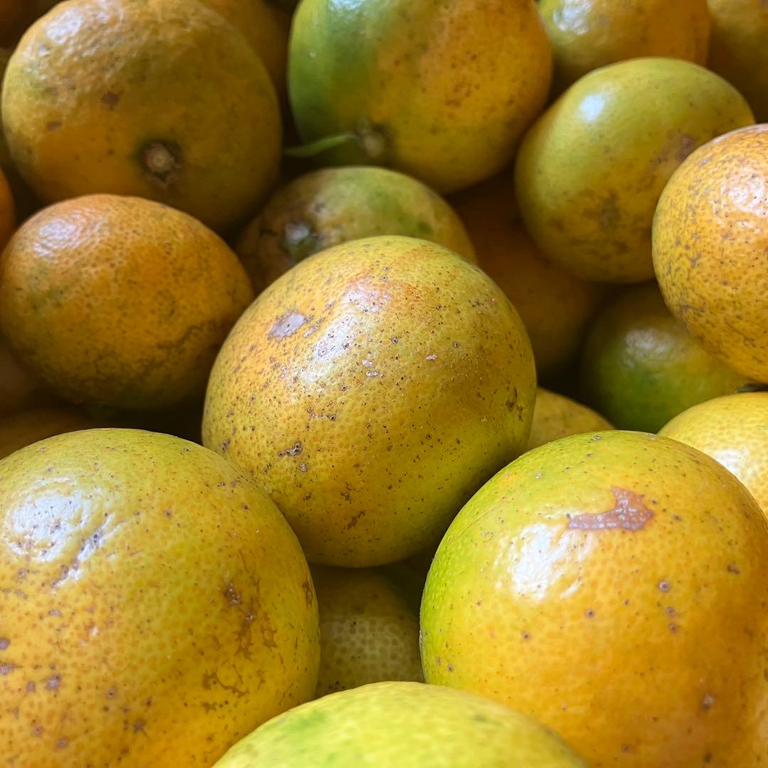 自然農みかん10kg 8年目 農薬肥料不使用 自然農法 海乃神自然農園