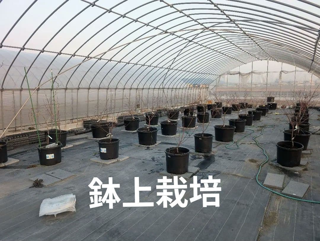 希少　清水白桃苗木　3年生