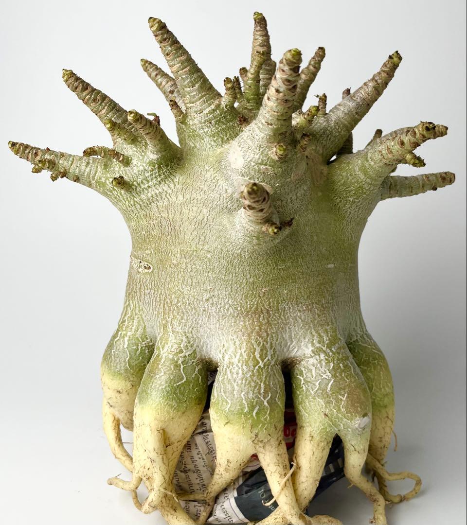 【極美/ドワーフ/超極太 】アデニウム アラビカム ゴジ タコ足仕立て ③