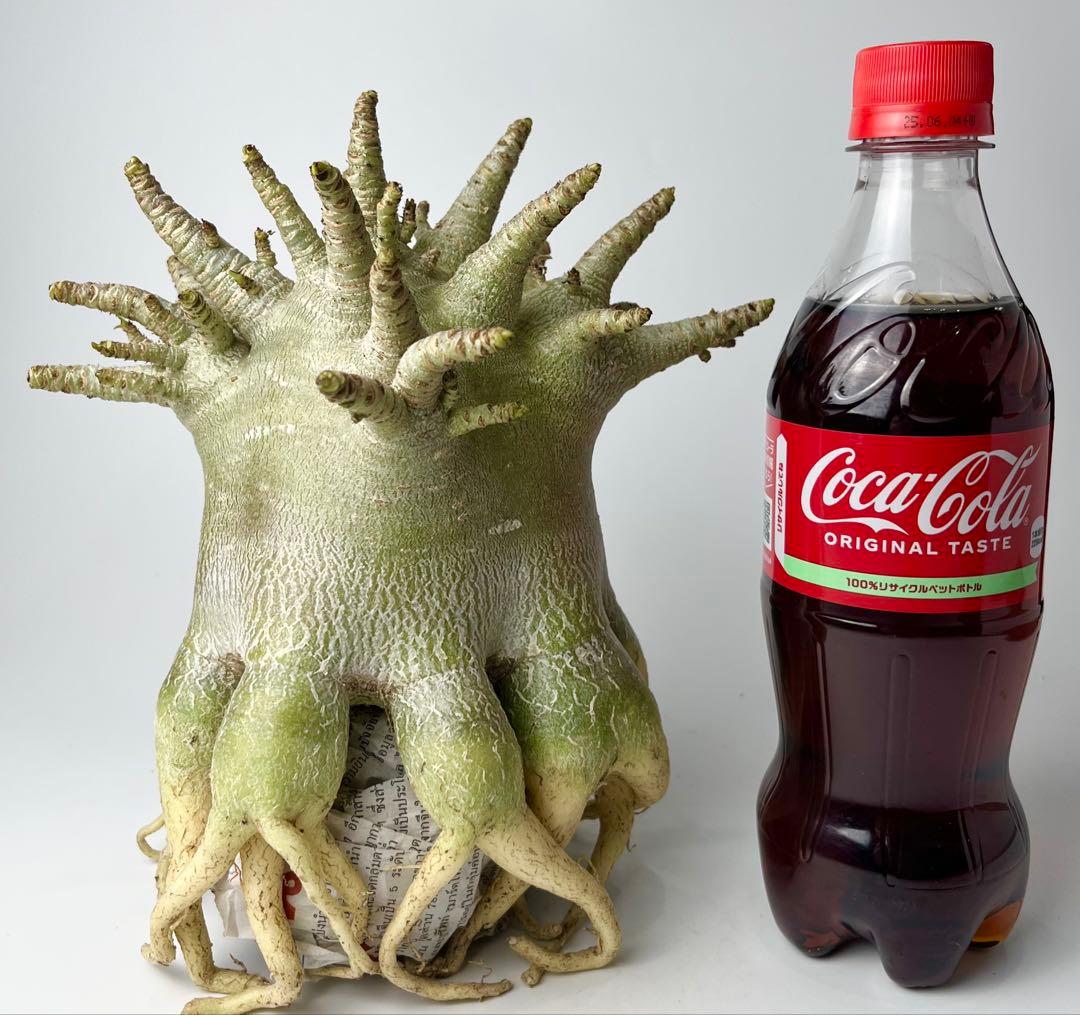 【極美/ドワーフ/超極太 】アデニウム アラビカム ゴジ タコ足仕立て ③