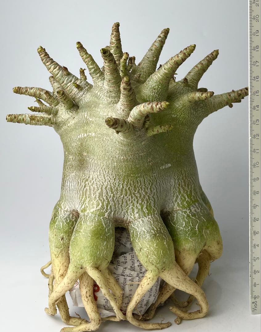 【極美/ドワーフ/超極太 】アデニウム アラビカム ゴジ タコ足仕立て ③