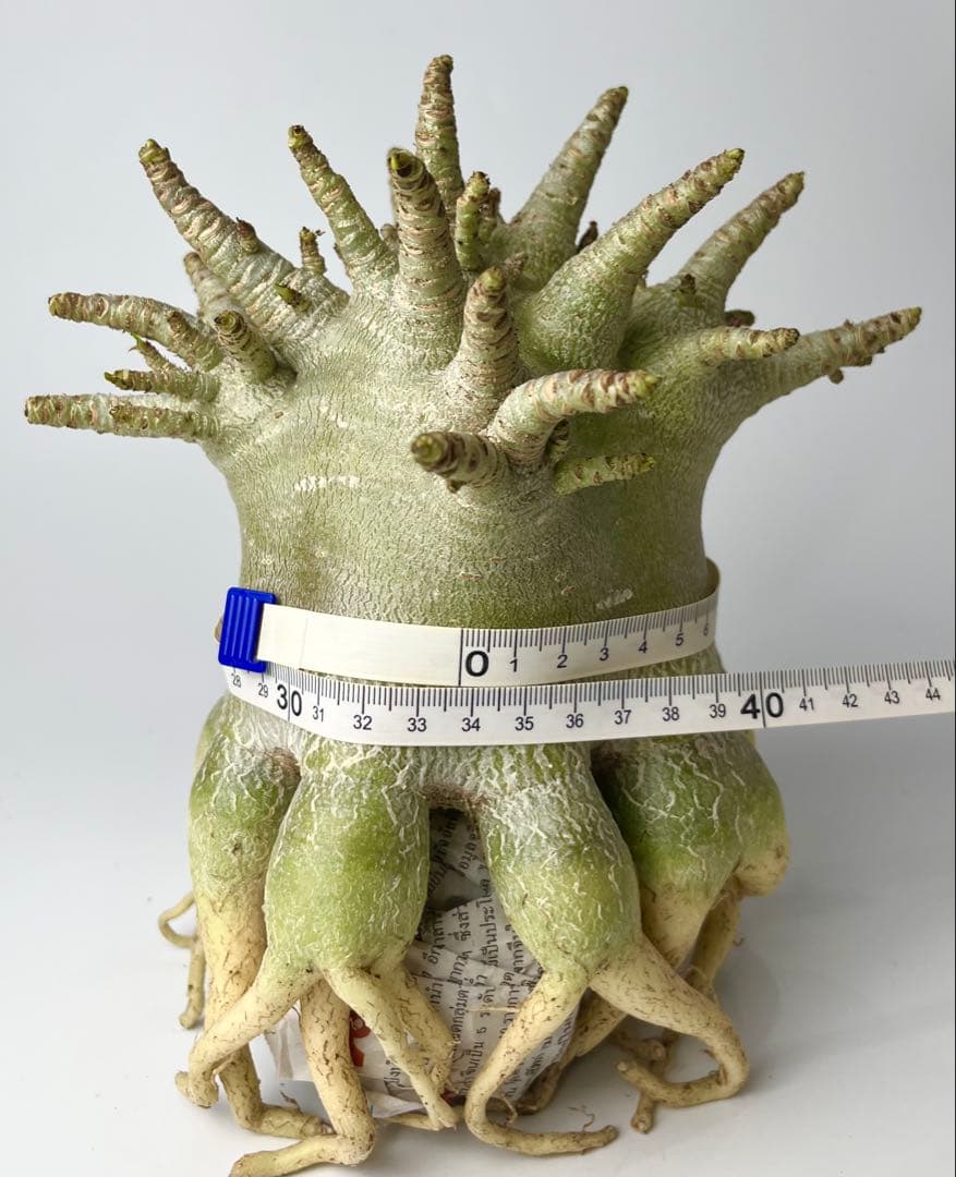 【極美/ドワーフ/超極太 】アデニウム アラビカム ゴジ タコ足仕立て ③