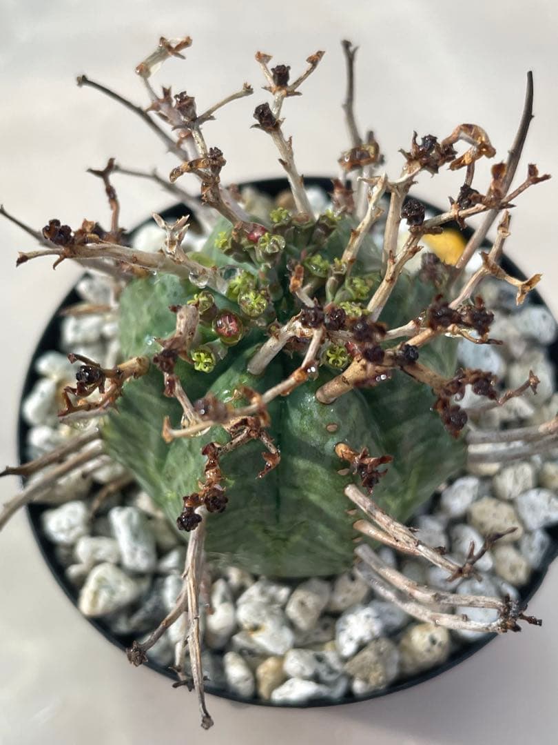 ズ*イ様 ユーフォルビア5点セット 育てやすい大きさ、種類