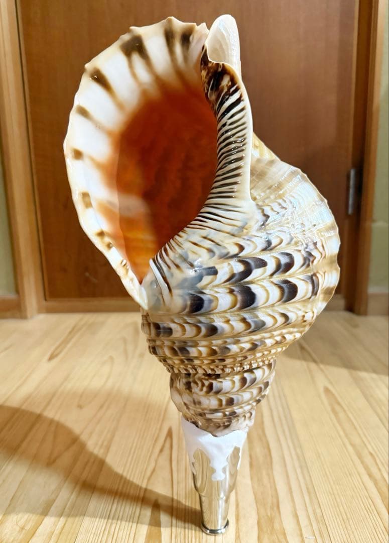 特大41.5㎝修験道法螺貝　山伏　熊よけ❣️ホラガイ　ほら貝