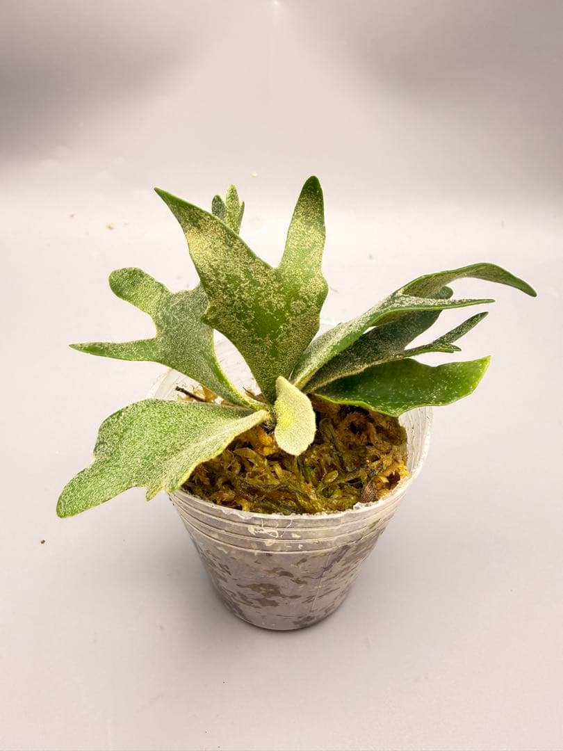 k*o様 ビカクシダ　P.willinckii Antler Crown spo