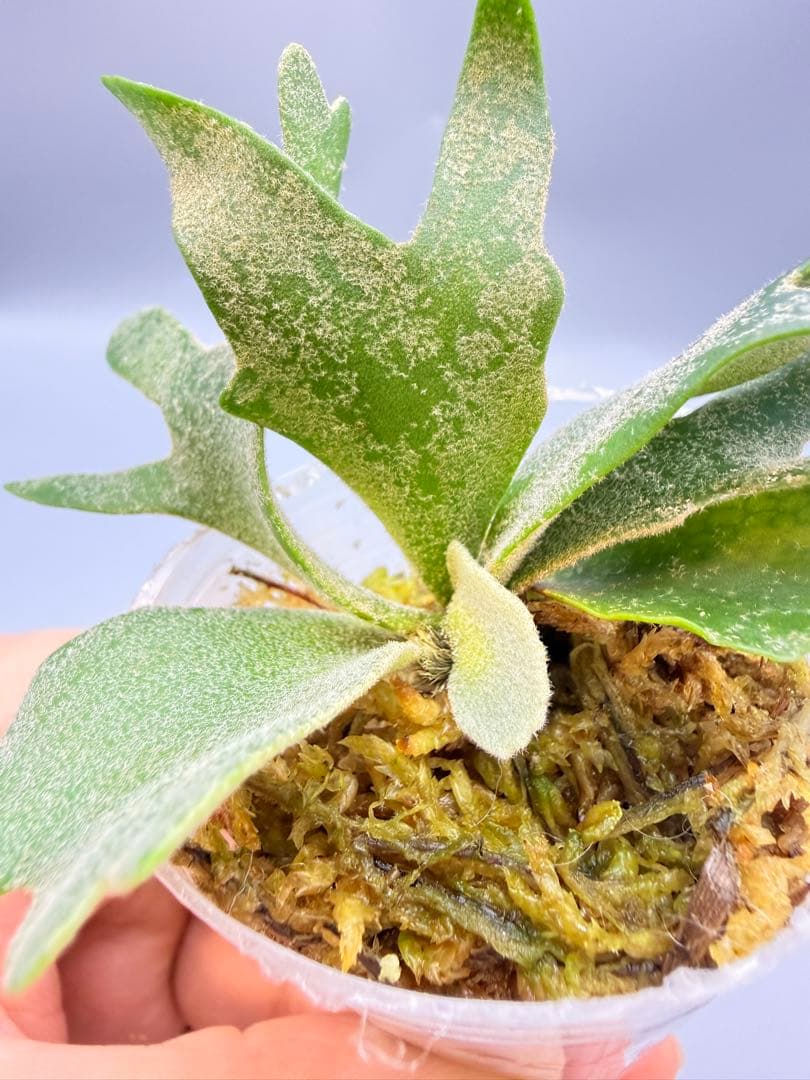 k*o様 ビカクシダ　P.willinckii Antler Crown spo