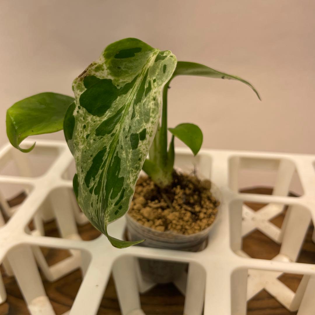 Z*e様 ms26品種保証！斑入り保証！ モンステラ バルバソー フシギダネ