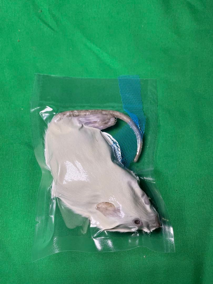 【はる】冷凍ラット 約150g 38匹