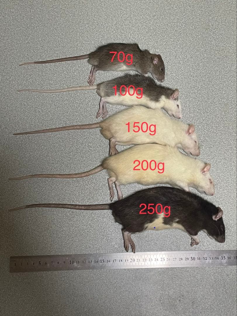 【はる】冷凍ラット 約150g 38匹