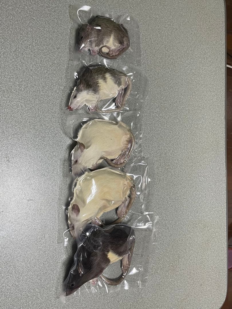 【はる】冷凍ラット 約150g 38匹