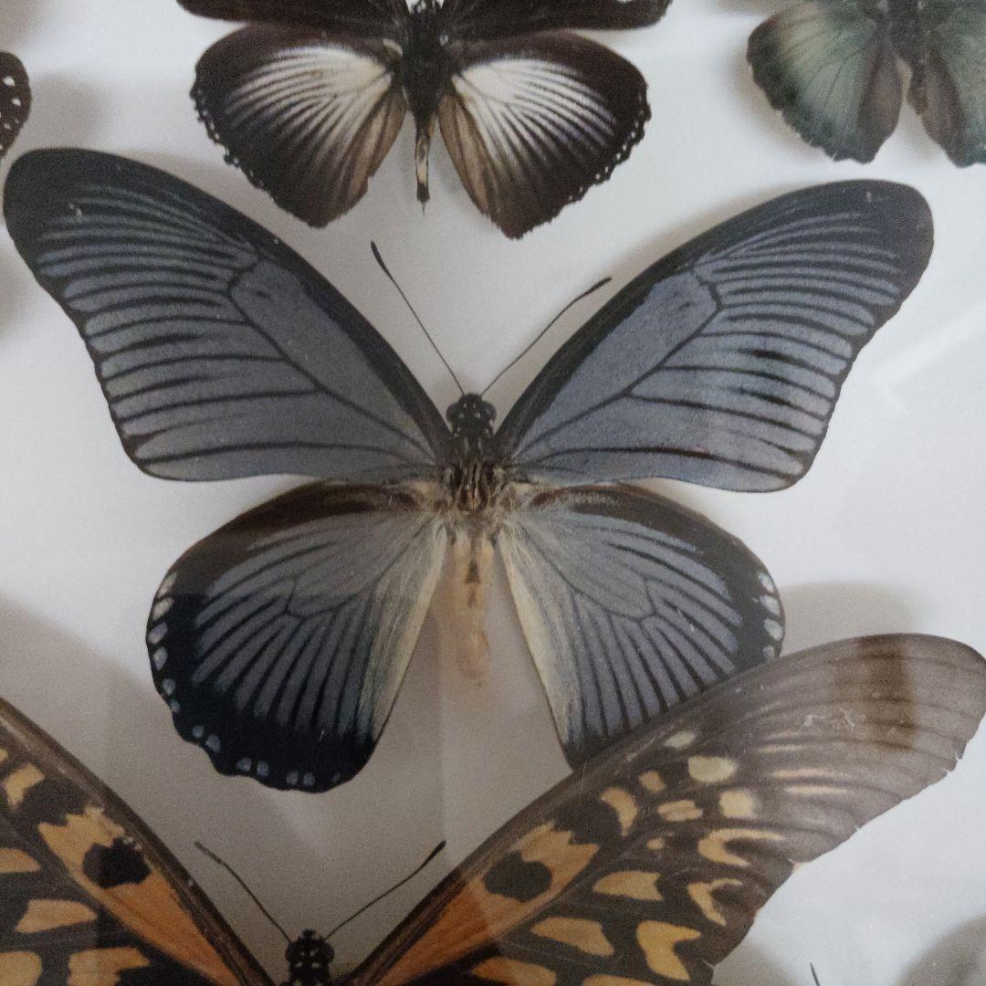 蝶標本　ザルモクシスオオアゲハ