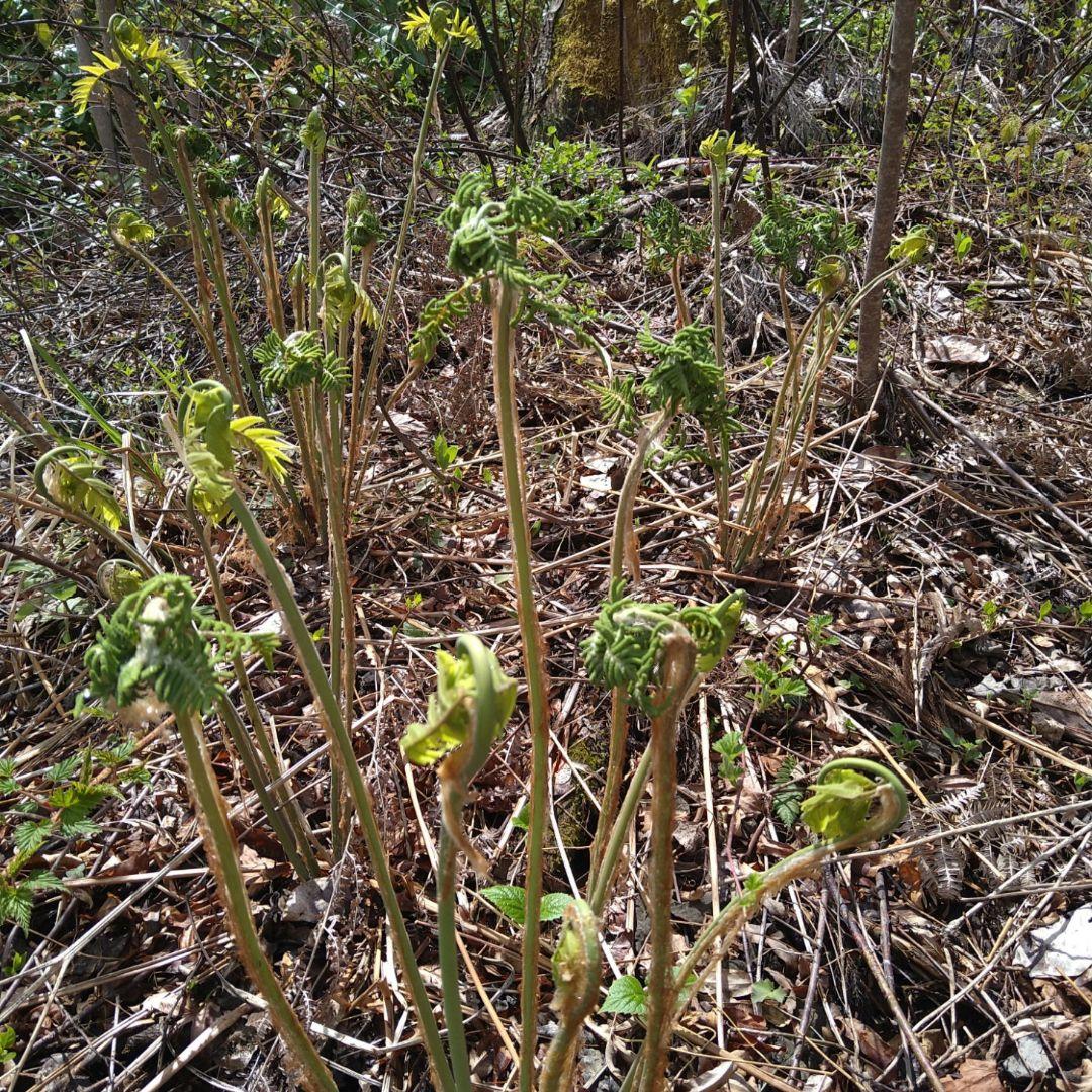令和7年度秋田県産天然乾燥ゼンマイ500g(極太)03