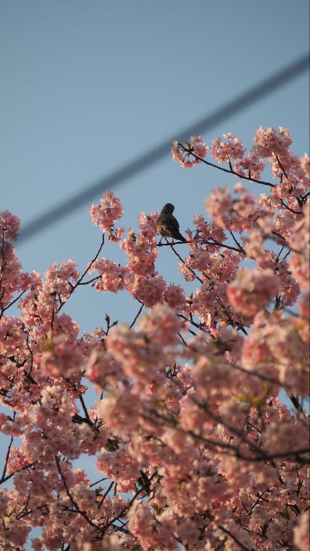 OLYMPUS OM-D E-M5 Mark II レンズ2本セット