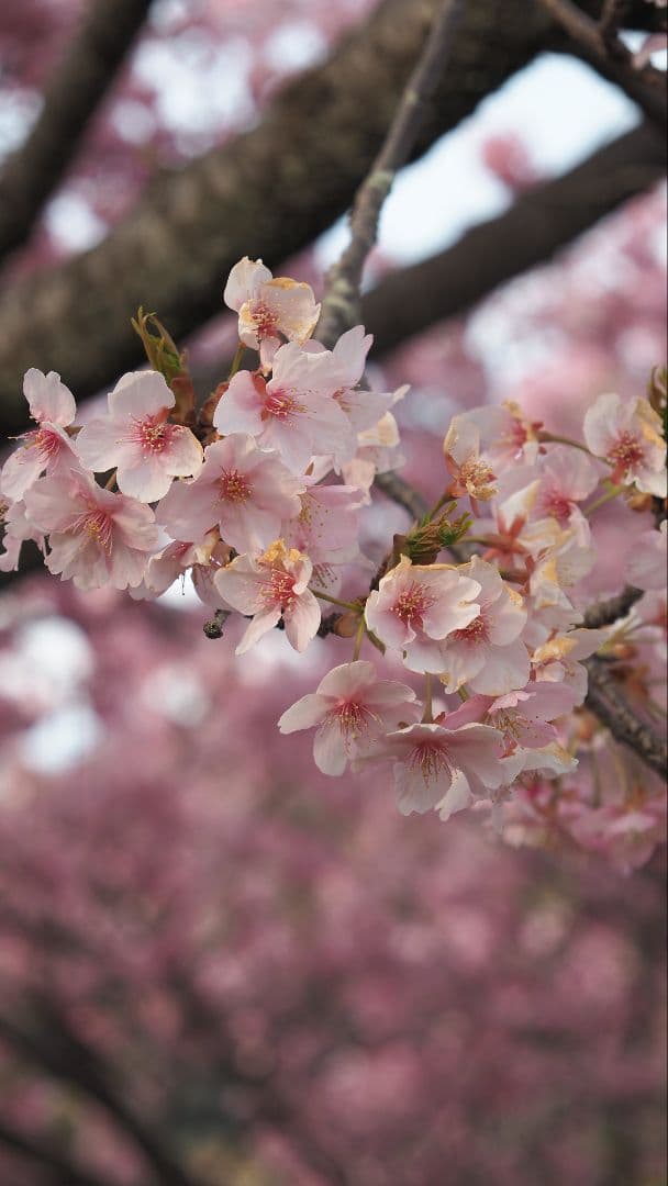 OLYMPUS OM-D E-M5 Mark II レンズ2本セット