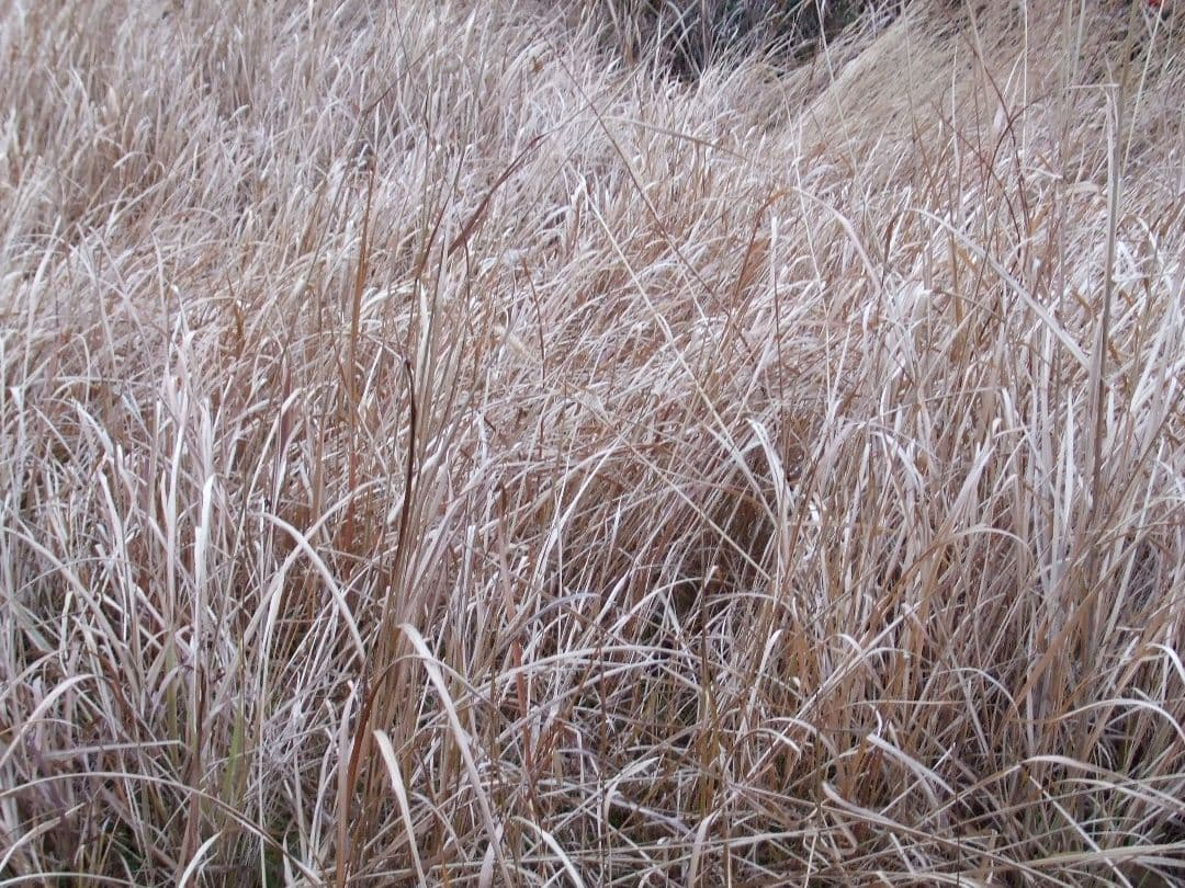 FUJIFILM Finepix A610 デジタルカメラ 動作確認済み