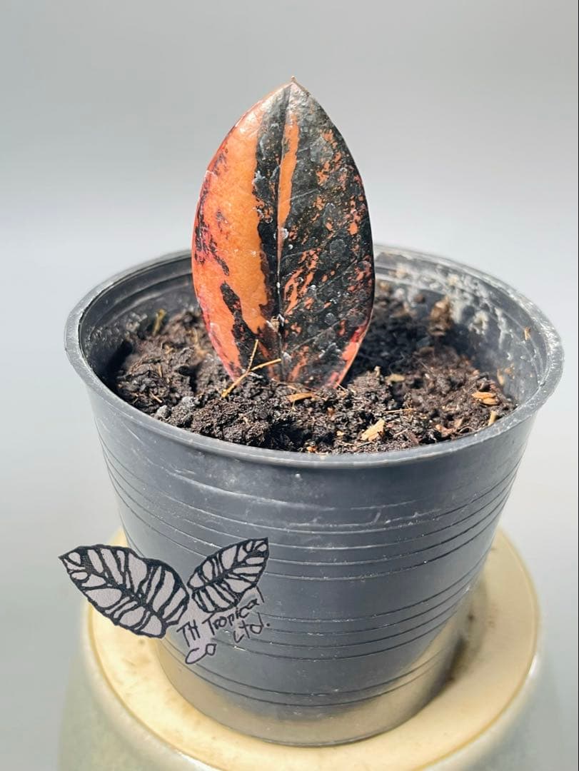 ザミオクルカス ブラック ピンクバリエガータ斑入りZZ plant 11