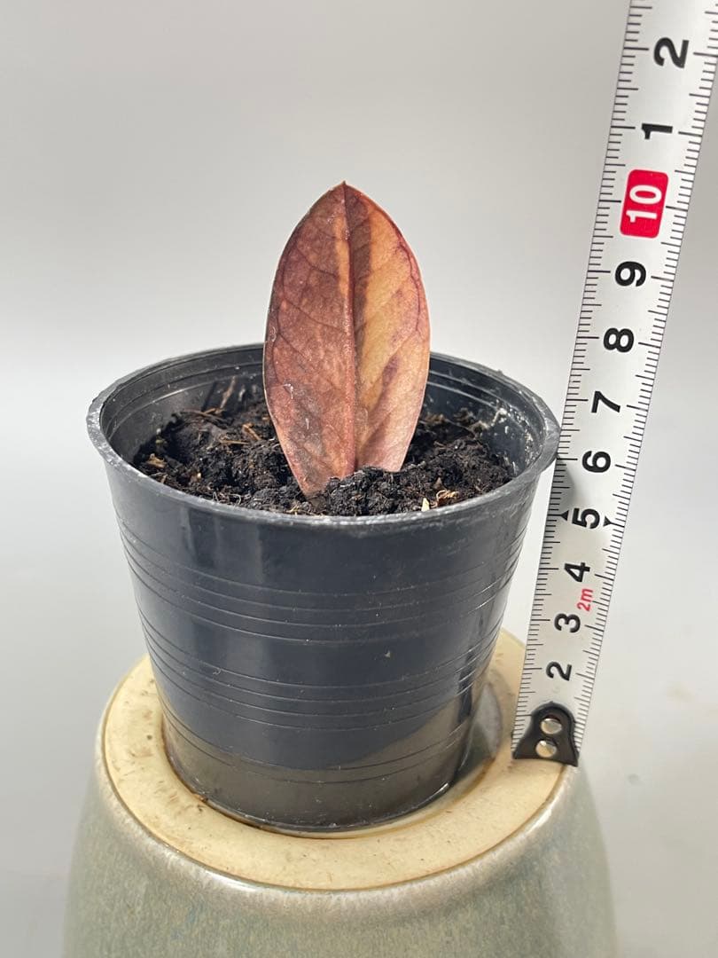 ザミオクルカス ブラック ピンクバリエガータ斑入りZZ plant 11