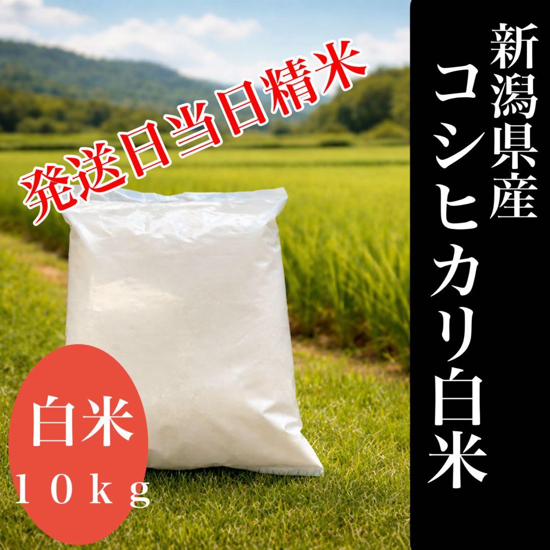 米10キロ　新潟県産　コシヒカリ　白米10k g 米　精米済み