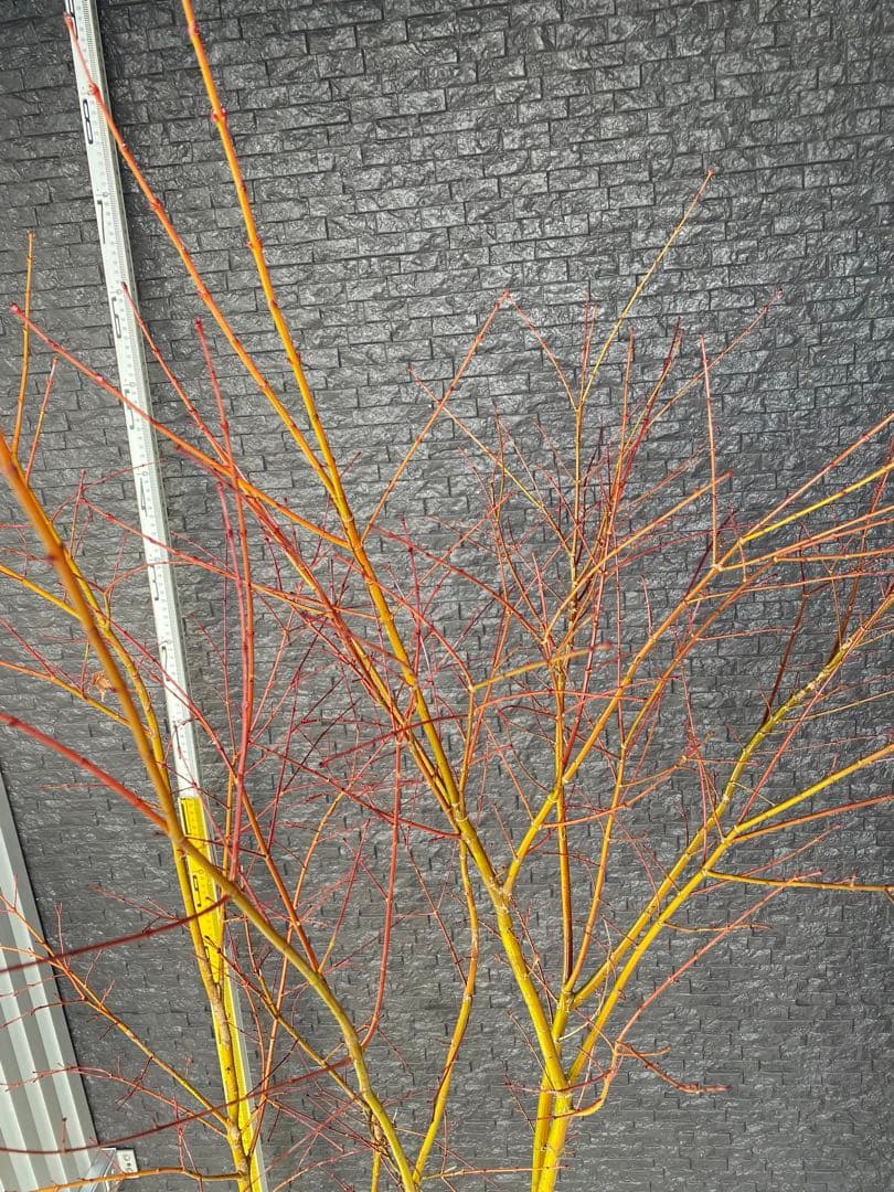 イロハモミジ　株立ち　H1.5m