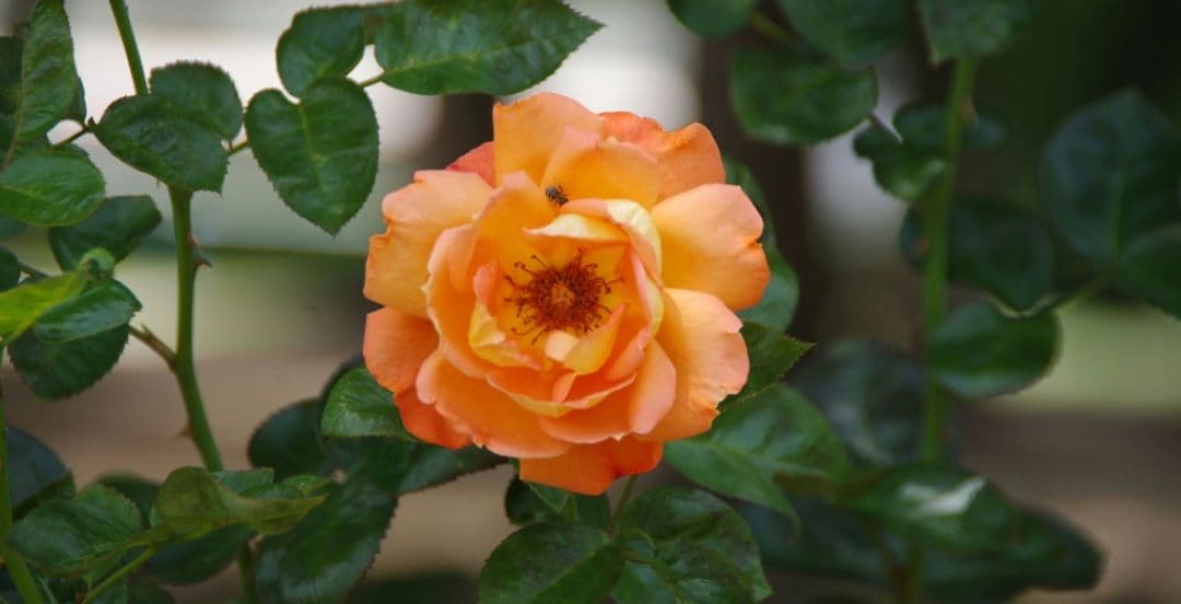 ソウルグッドマン様　PENTAX K−X ダブルレンズ　一眼レフ　デビュー