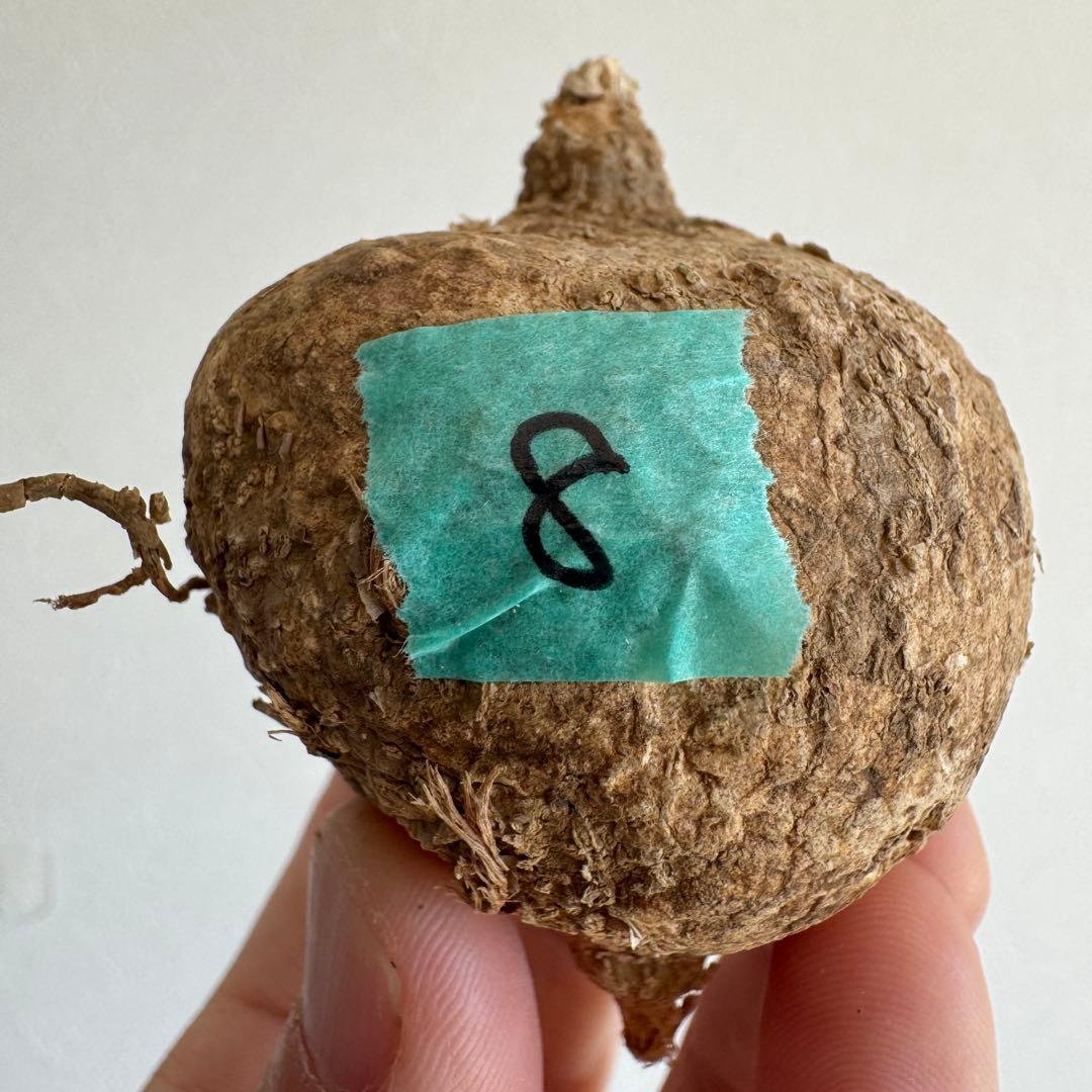 8.アデニア・オバタ 輸入直後新芽ありベアルート株　Adenia Ovata