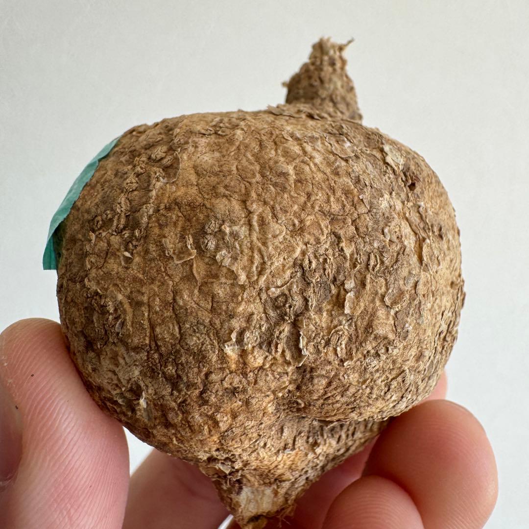 8.アデニア・オバタ 輸入直後新芽ありベアルート株　Adenia Ovata