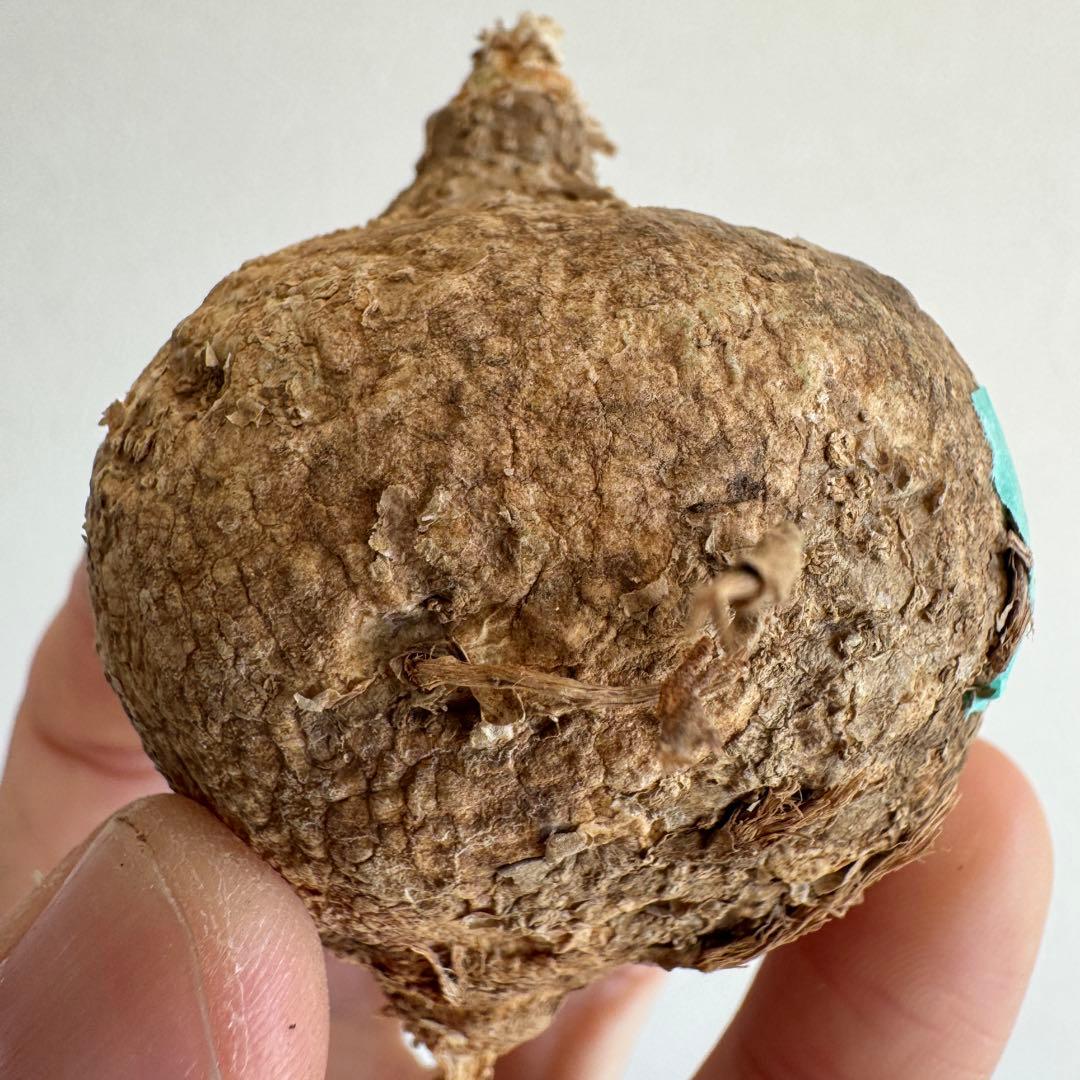 8.アデニア・オバタ 輸入直後新芽ありベアルート株　Adenia Ovata