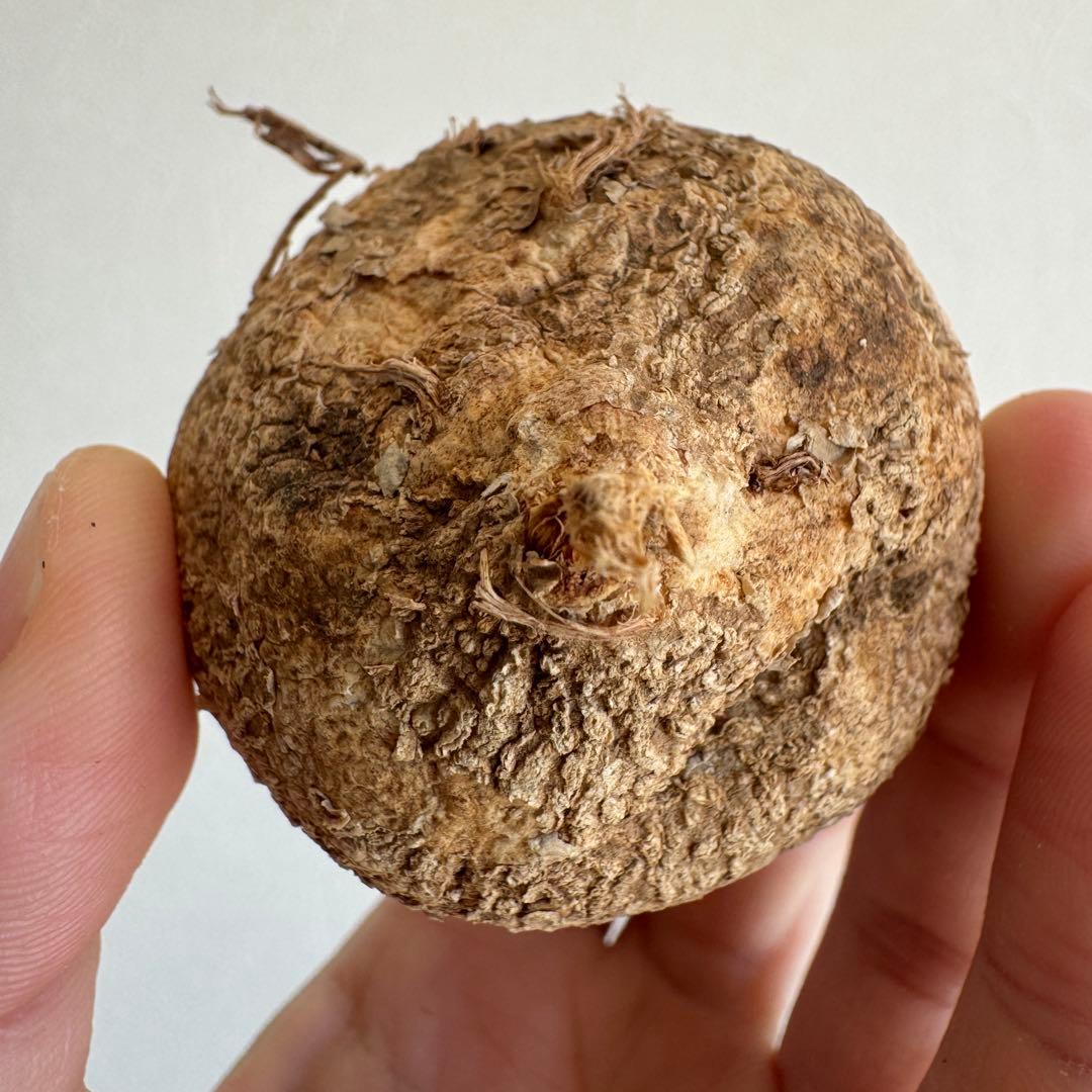 8.アデニア・オバタ 輸入直後新芽ありベアルート株　Adenia Ovata