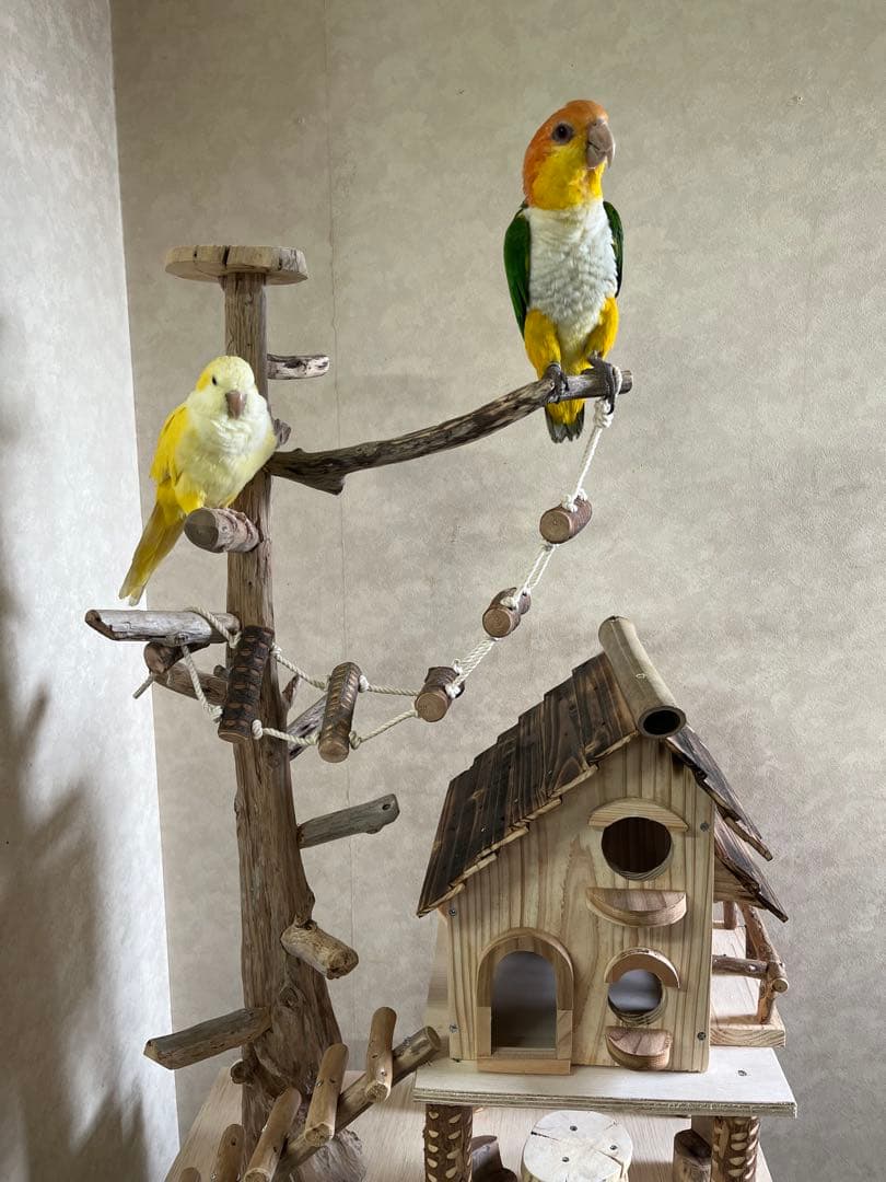 カシオレ鳥インコ止まり木 流木バードアスレチック 大サイズバードジム