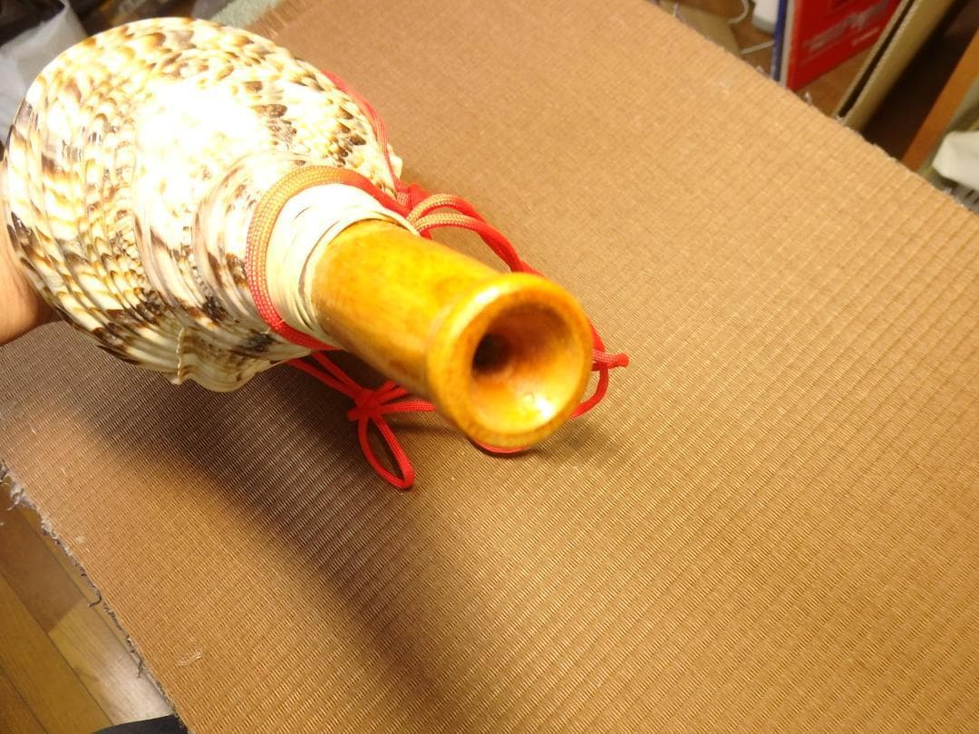 法螺貝 約39㎝ 木製歌口,赤紐付　新品　 MH-429