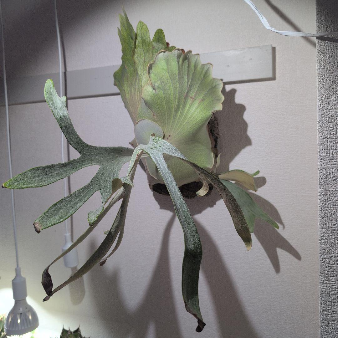 大型 ビカクシダ P.Omo